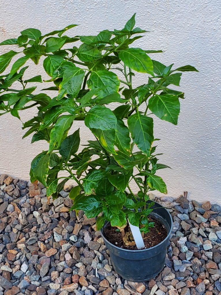 Hawaiian Chili Pepper Plant