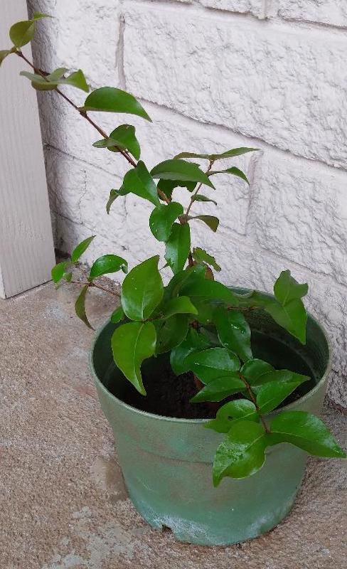 This image has an empty alt attribute; its file name is G6-Surinam-Cherry-Plant-1.jpg